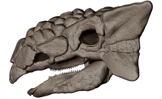 3D Ankylosaurus Skull 3D print model model - TurboSquid 2162599