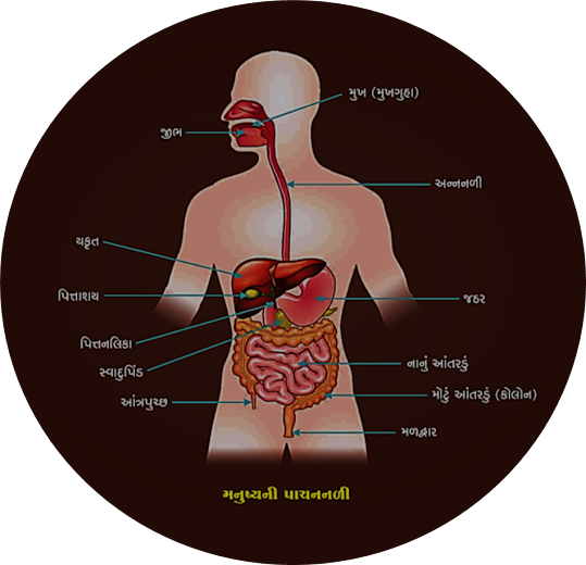 Human Digestive System