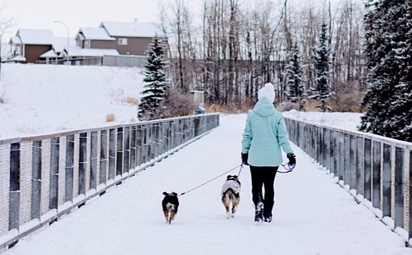 pets out for a walk