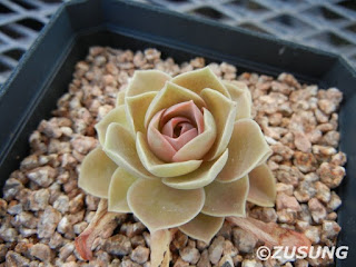 Echeveria calycosa