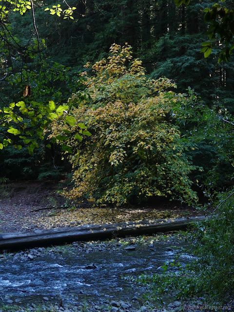 38: maple turning yellow