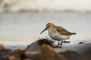 Wildlifefotografie Helgoland Düne Meerstrandläufer Alpenstrandläufer