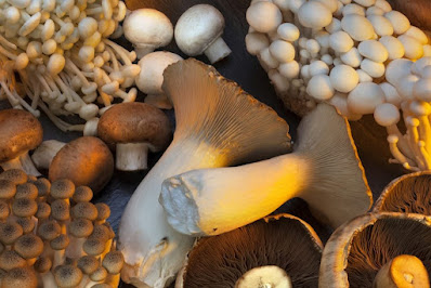 Mushrooms: A treasure trove of invaluable substances