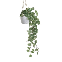Decorative plant in a hanging pot