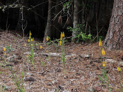 Platanthera cristata - Crested yellow orchid care