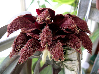 Bulbophyllum phalaenopsis - Phalaenopsis gigantea-like Bulbophyllum care