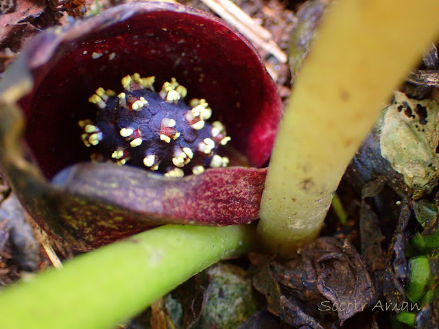 Symplocarpus nipponicus