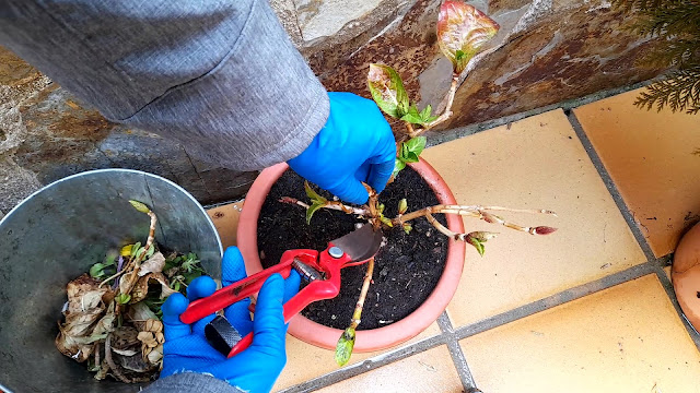 Cuaderno de campo de una Jardinera día nº 3: "Hortensias: abonado y poda".