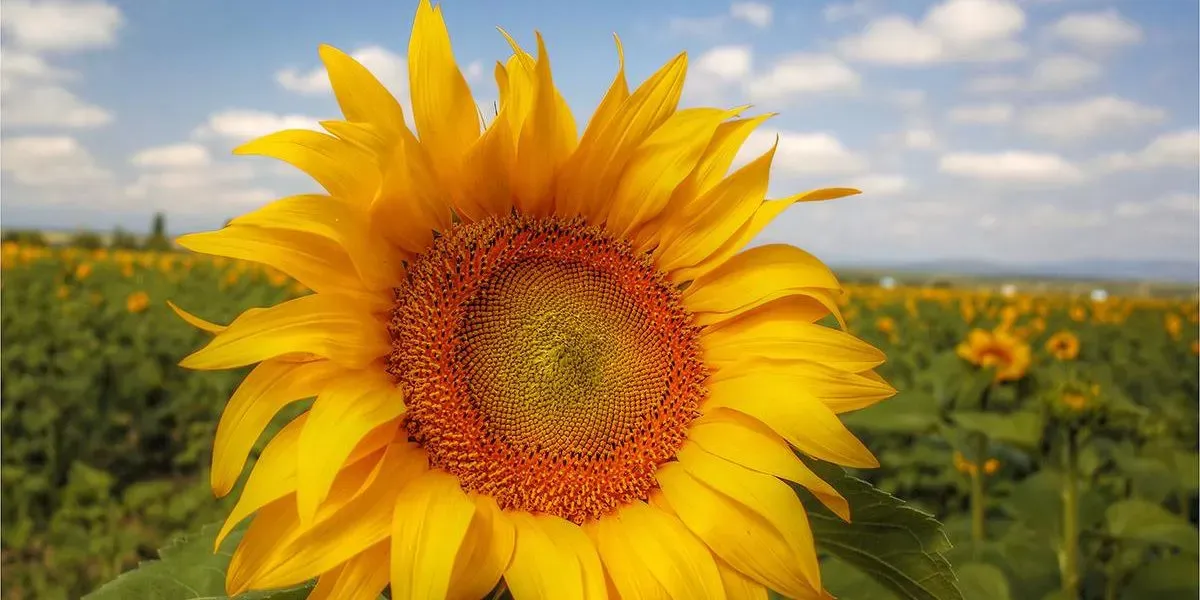girasol
