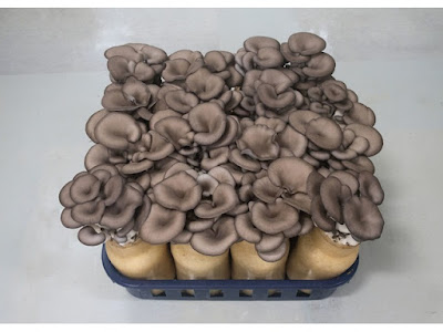 Mushroom spawn supplier in Aurangabad