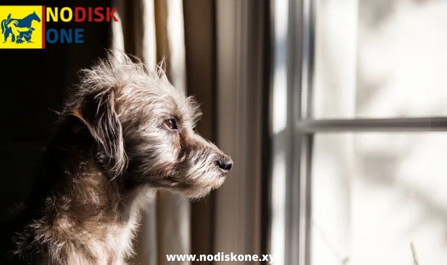 How to manage dog separation anxiety