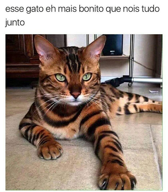 70 memes para quem ama gatos