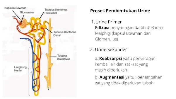 Proses pembentukan urin atau proses penyaringan dan pemisahan urine dari darah yang terjadi didalam Ginjal melalui 3 tahap yaitu : Tahap Filtrasi Tahap Reabsorpsi Tahap Augmentasi