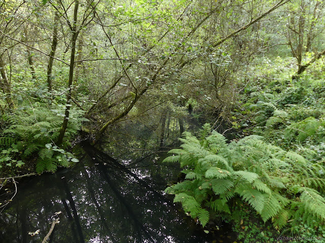 04: deep grey colored water with trees hanging over