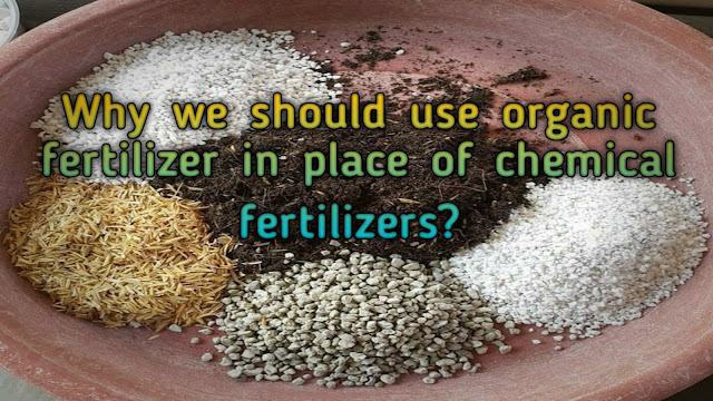 How to make organic free of cost pesticide with the help of garlic and neem?