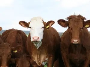 Cow essay  in Hindi