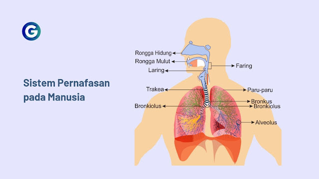 sistem pernafasan pada manusia