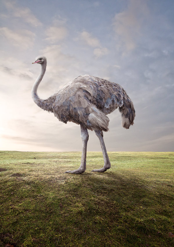 Matt Walford Photography/Photo Manipulations of Animals 3