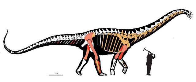Large new titanosaurian dinosaur from the Pyrenees