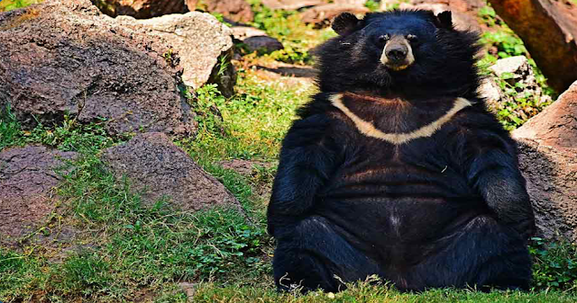 Asian Black Bear is also known as _____