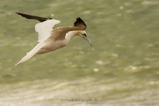 Wildlifefotografie Sturm Helgoland Basstölpel