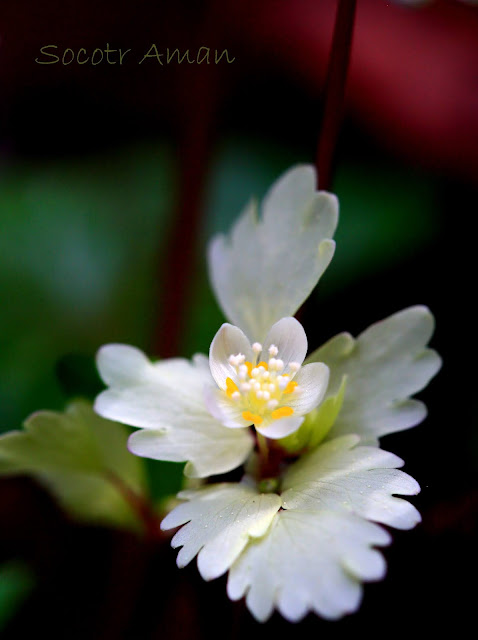 Dichocarpum trachyspermum