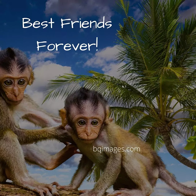 Best Friends Forever DP Images