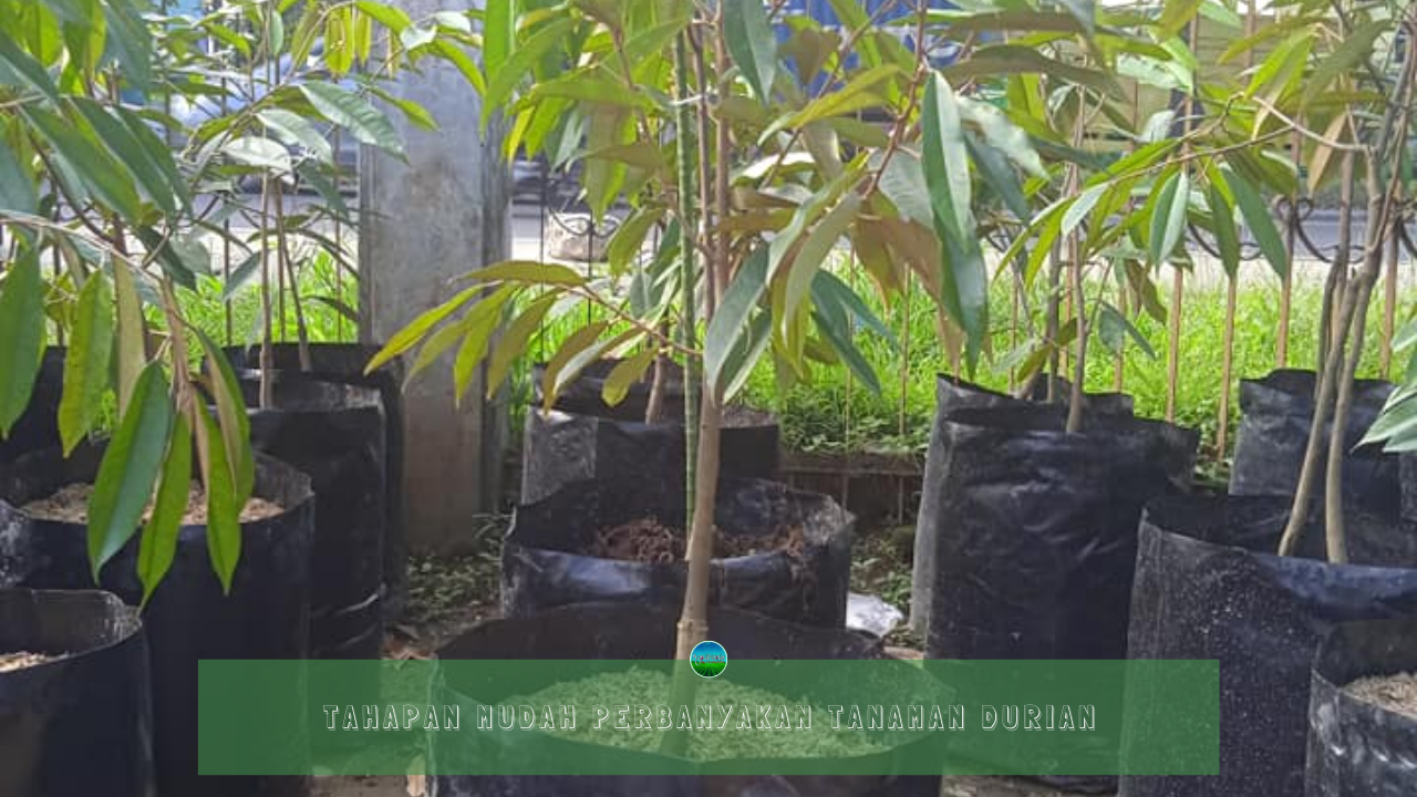 Tahapan Mudah Perbanyakan Tanaman Durian