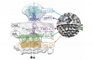 Env surface protein