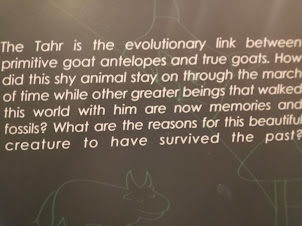 History of Nilgiri Tahr in " Eravikulam Museum"