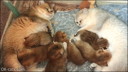 Cute Kitten GIF • Adorable Milk party 2 mama cats breastfeeding 6 British short hair kitties all together ♥ [ok-cats.com]