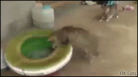 Hilarious Cat GIF • Hungry cat tries to catch and eat an octopus but he gives a smack on the cat head, haha