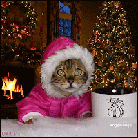Christmas Cat GIF • Funny 'Angel' Bengal: “Sorry Santa Claus, I got hungry and ate your cookies”