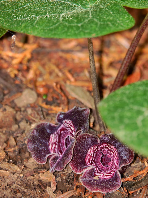 Asarum tamaense