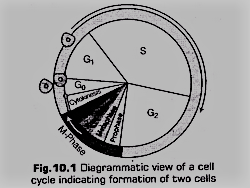 cell cycle and cell division class 11 notes Hindi