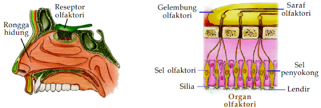 Sistem Koordinasi dan Alat Indra pada Manusia