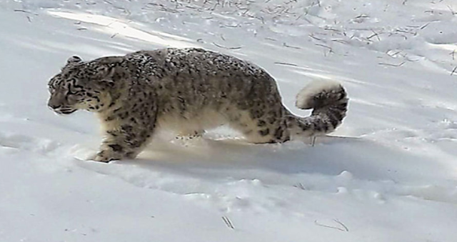 Out of 8000 snow leopards in the world many are in Pakistan?