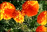 Beautiful marigold flowers