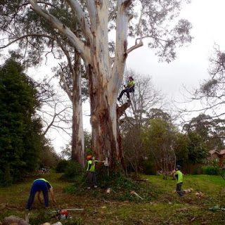 tree pruning service