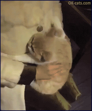 Cute Cat GIF • Amazing new cat breed the Koalacat. They are very affectionate. "Don't leave me, I love you ♥" [ok-cats.com]