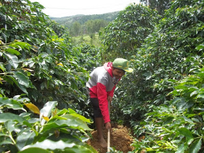 cara mengolah lahan kebun kopi arabika