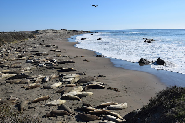 picture of elephant seals laying on a beach with the ocean in the top right corner and blue sky above it and a bird flying overhead