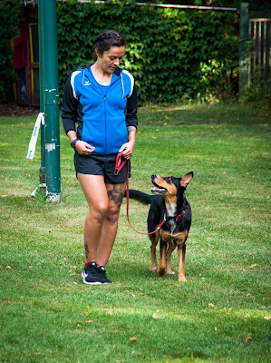 comment dresser son chien au pied