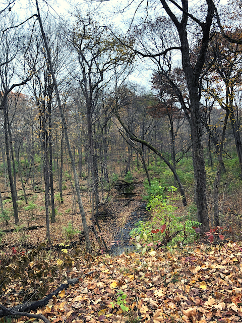 Lyon Creek meanders through Richard Young Forest Preserve creating spectacular views.