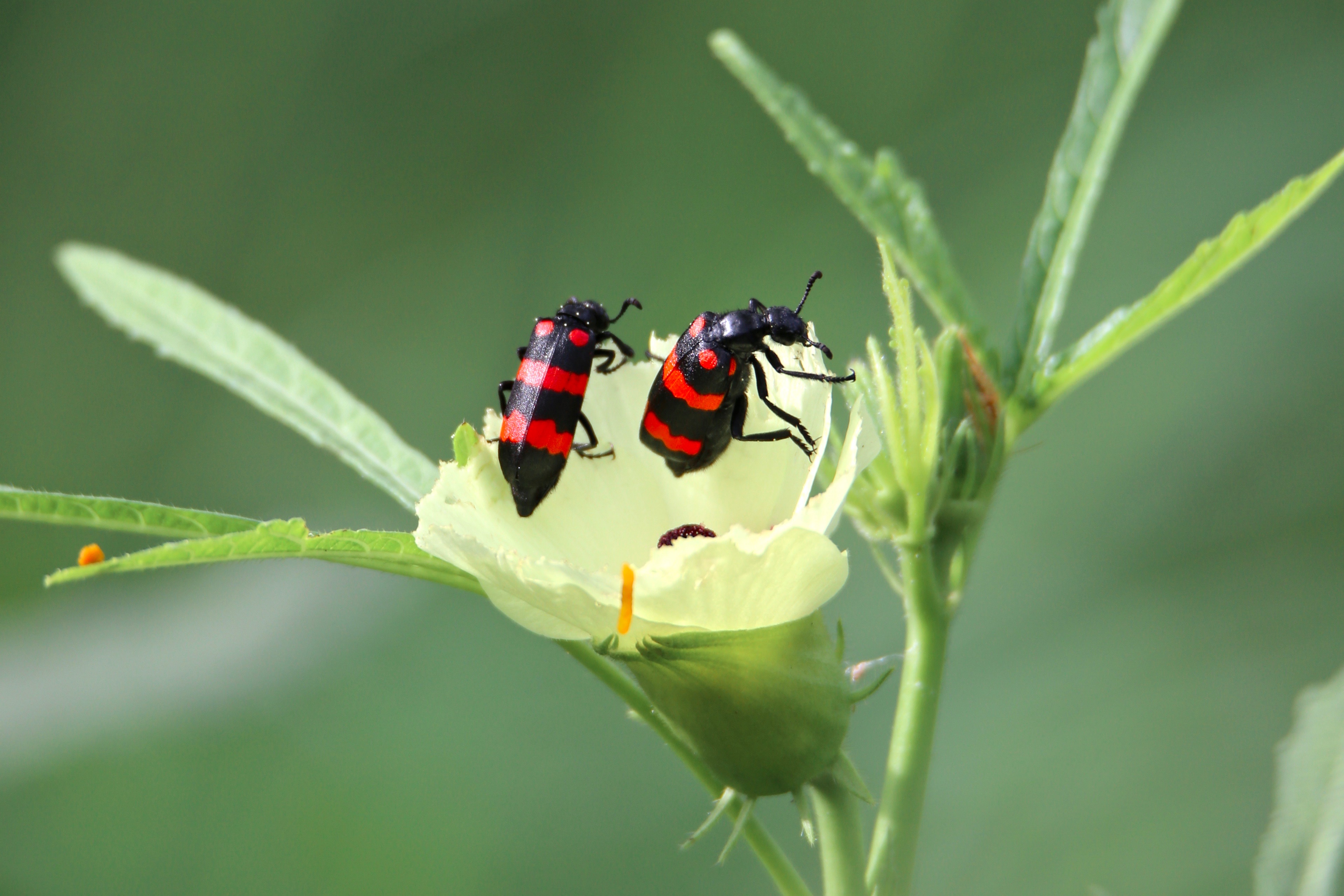 Blister Beetle high resolution images free