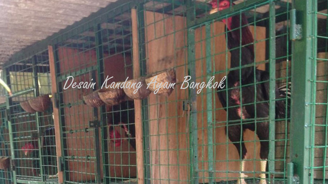 Desain Kandang Ayam Bangkok Tipe A