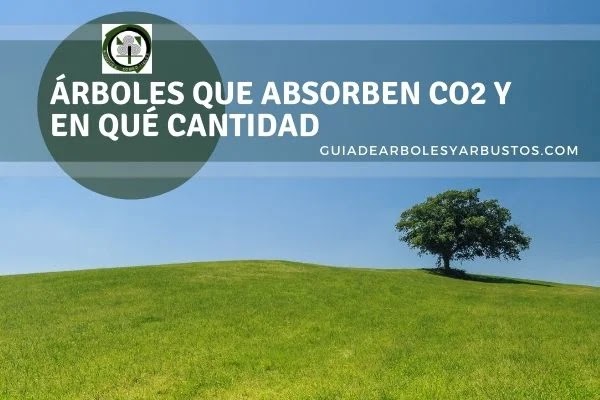 Árboles, absorción del CO2