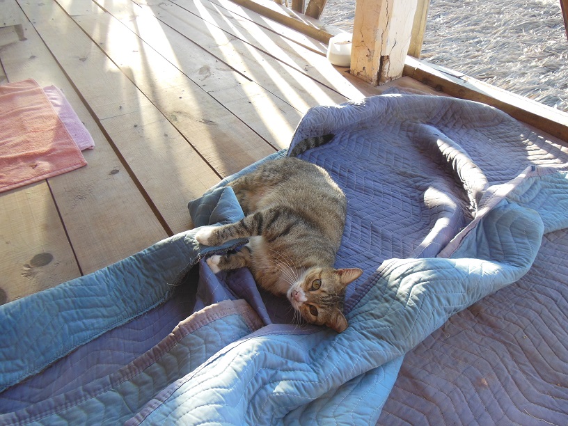 TOM LE CHAT S'AMUSE SUR NOTRE BALCON