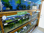 Swordtail Guppies: BREEDING RACK SYSTEMS; Automation for Water