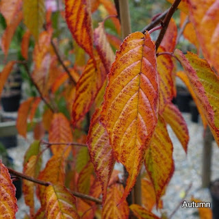 Prunus 'Kursar'